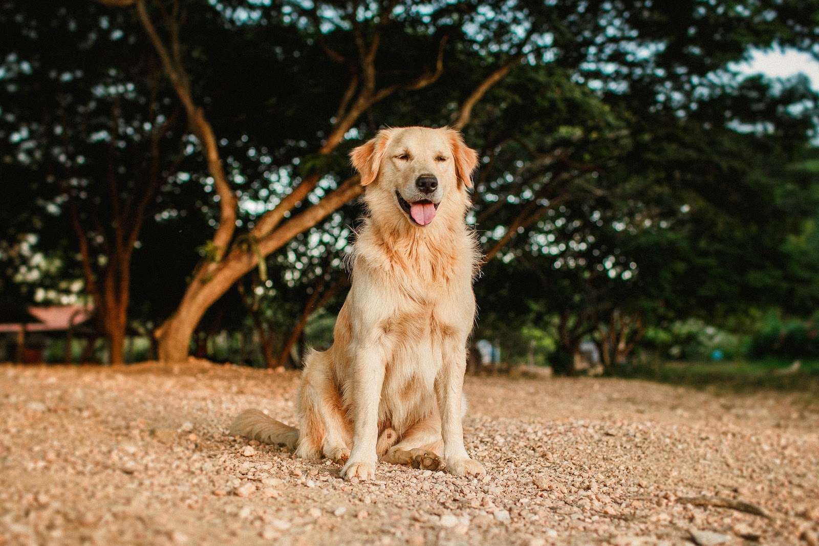 Golden Retrievers are active dogs that are also known for showing their affection towards their owners.