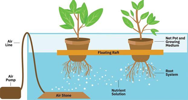 C:\Users\Apurbo\Desktop\A-floating-raft-deep-water-culture-system-is-one-of-the-simplest-ways-to-grow-hydroponically.jpg