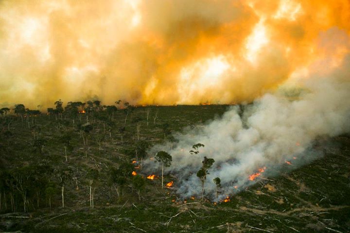 Clouds of yellow smoke over dead trees