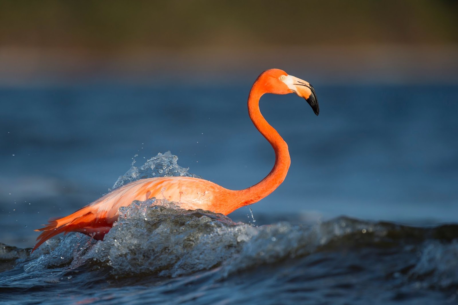 A flamingo wading in shallow waters