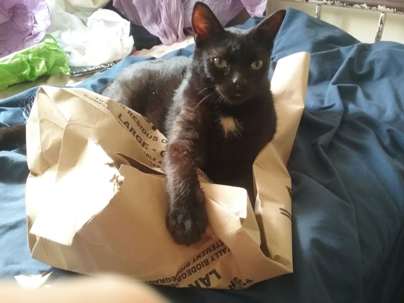 An alert black cat lying possessively on a crumpled brown paper bag.