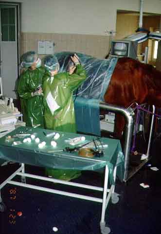  Laparoscopic surgery on a standing horse sedated with detomidine and methadone. Dept. of Large Animal Surgery, Veterinary Medical Faculty, Leipzig, Germany. 