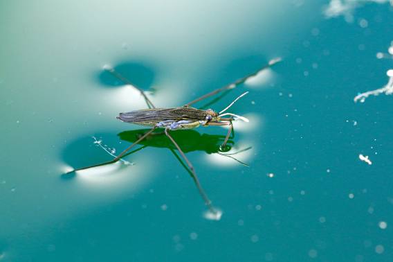 Image for Water striders