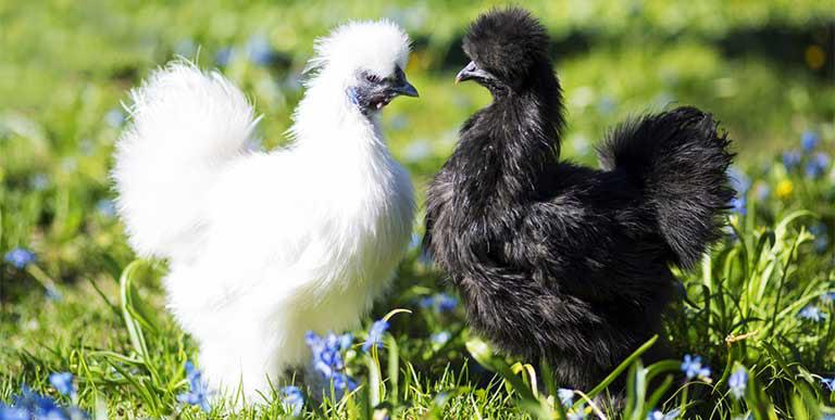 Gà không có một cọng lông, gà lùn, gà không đuôi và những loại gà kỳ lạ nhất trên thế giới - Ảnh 7.