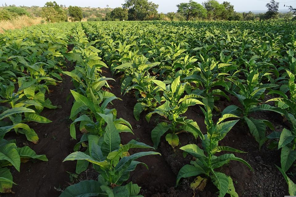 Fotos grátis de Tabaco