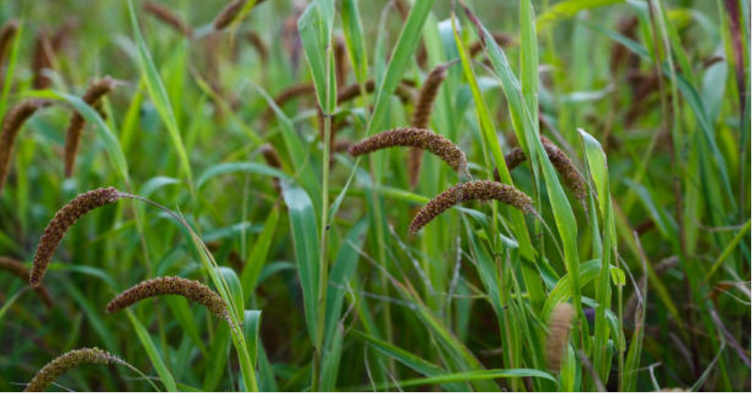 Foxtail Millet (Korra)