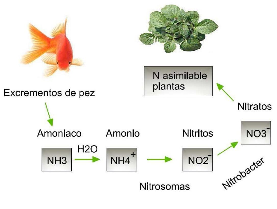 ciclo del nitrogeno | Image, Subjects
