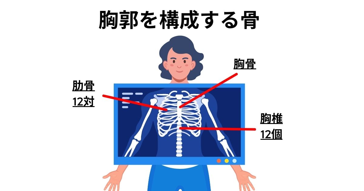 胸郭を構成する骨