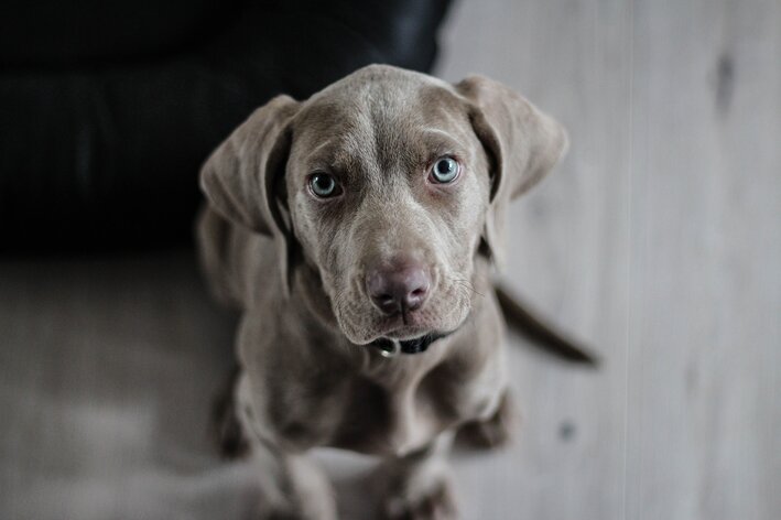 nomes diferentes para cachorros