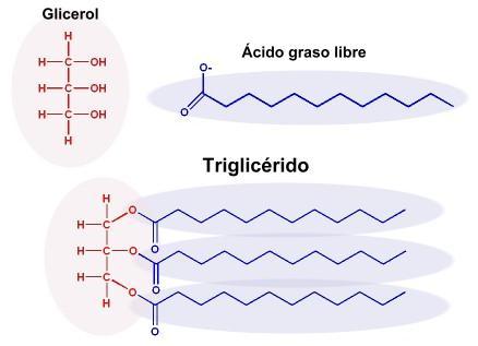 Resultado de imagen para trigliceridos estructura quimica