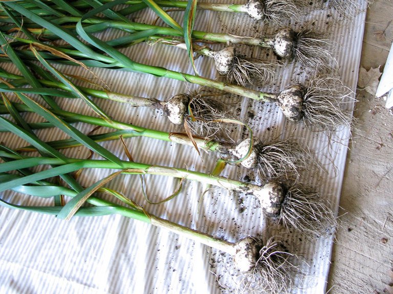 Photo of garlic heads drying out