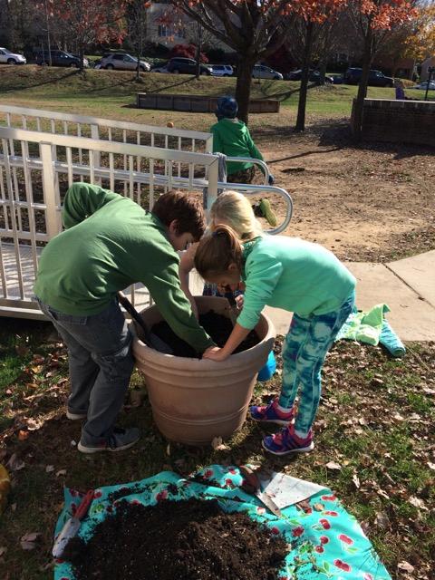 planting tulips in container 