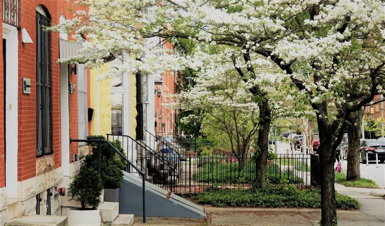 Beautiful trees are blossoming with white flowers along a street lined with typical Baltimore neighborhood row homes of various colors.