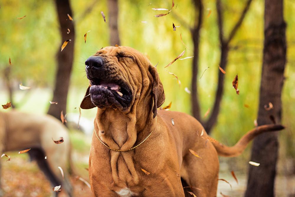 Reverse Sneezing in Dogs in Cooper City, FL: Causes and What to Do |  Embassy Lakes Animal Hospital