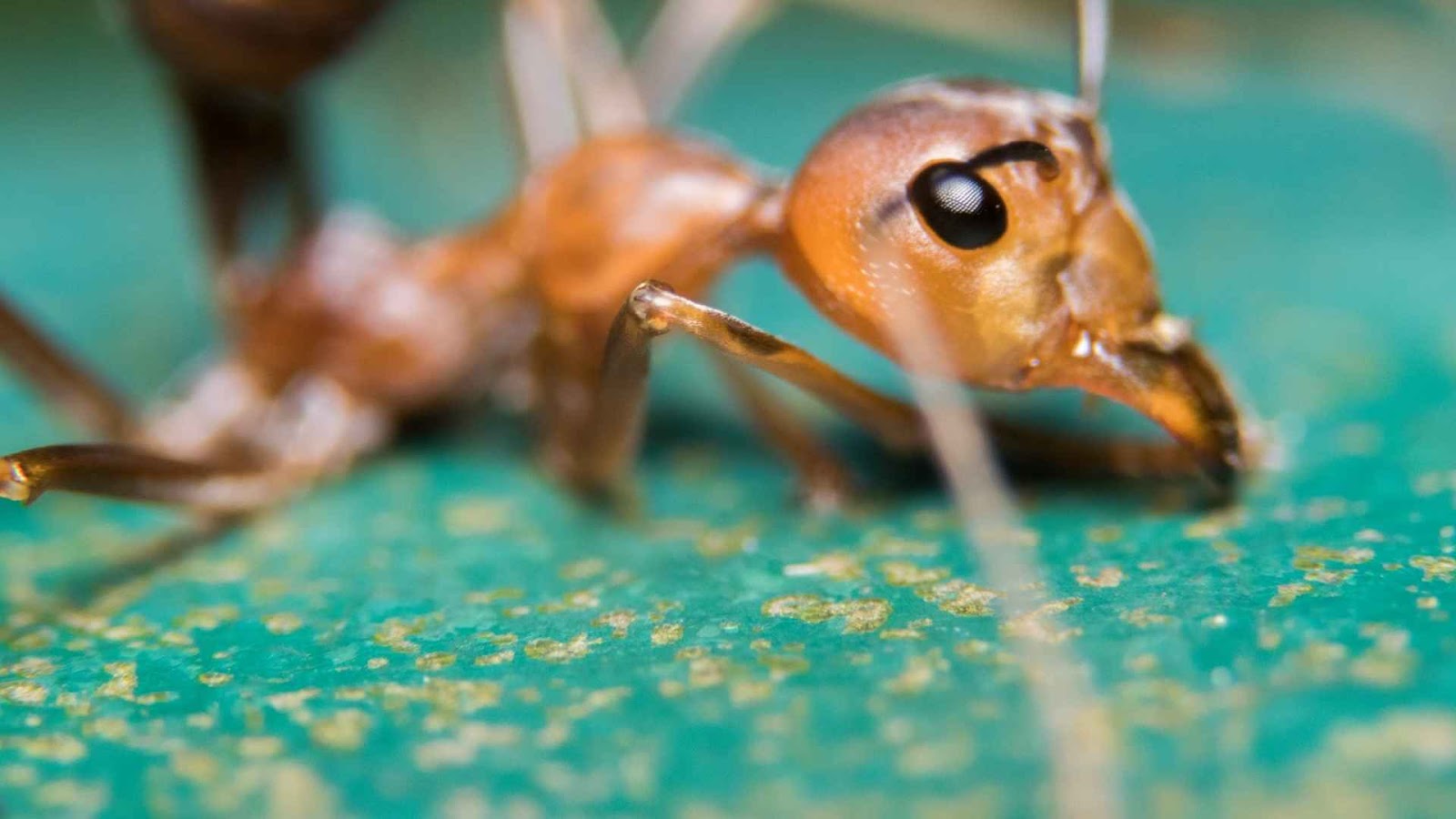 closeup of a fire ant