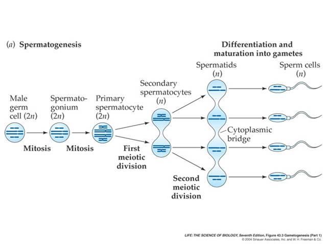 http://faculty.irsc.edu/FACULTY/TFischer/bio%202%20files/spermatogenesis.jpg