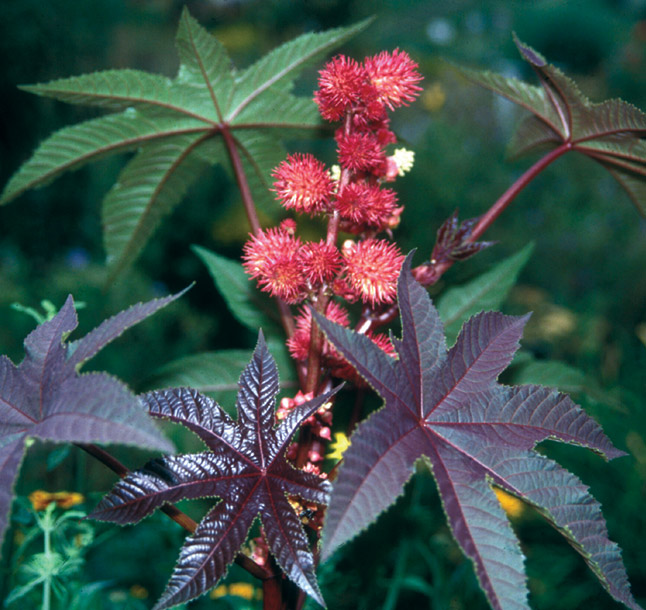 Ricinus communis.