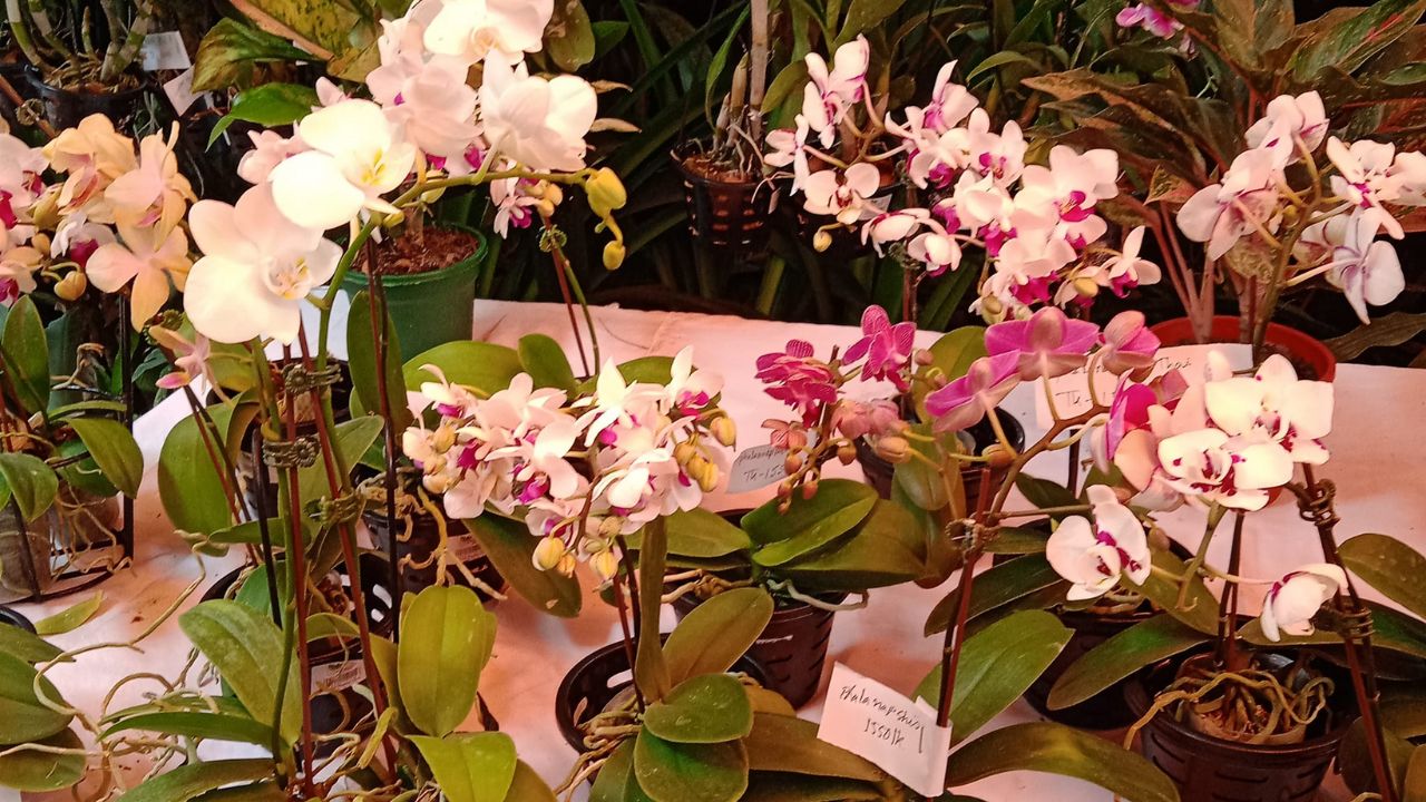 Choose An Excellent Orchid At The Store