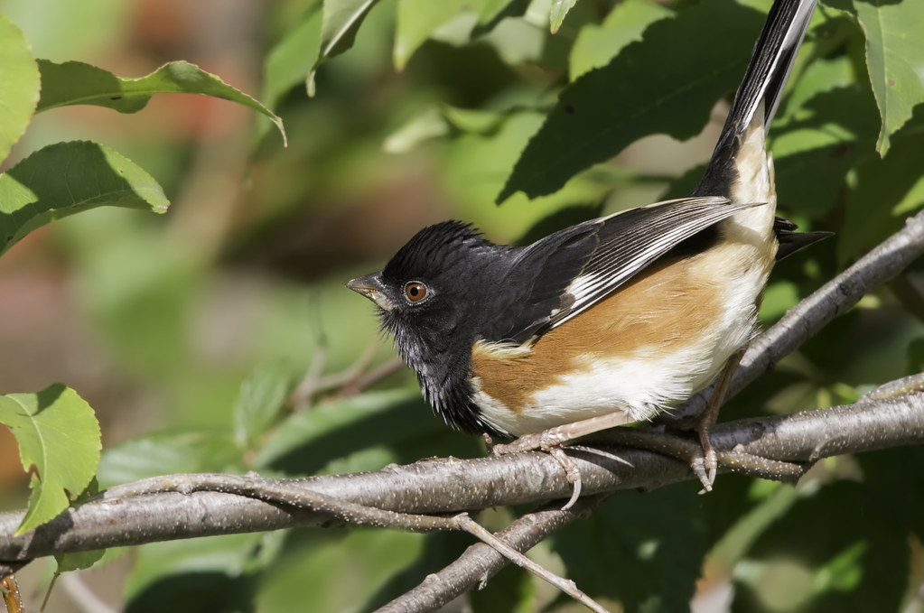 Eastern Towhee, m. | No birdcall apps for photos! www.allabo… | Flickr