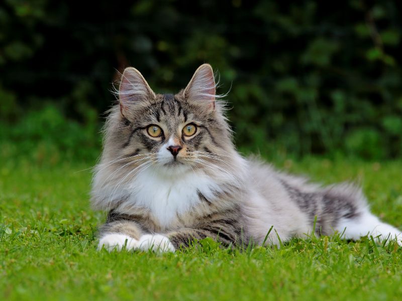 Norwegian-Forest-Cat-Care-Requirements