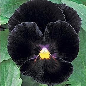 Image result for pansy mariposa black