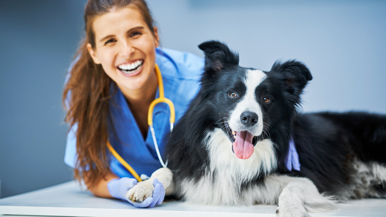 It's important to schedule preventative care and routine checkups for your dog. 