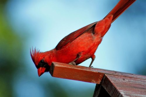 Valentine's Day Great Backyard Bird Count citizen science project