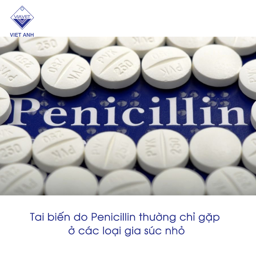 Tai biến do Penicillin