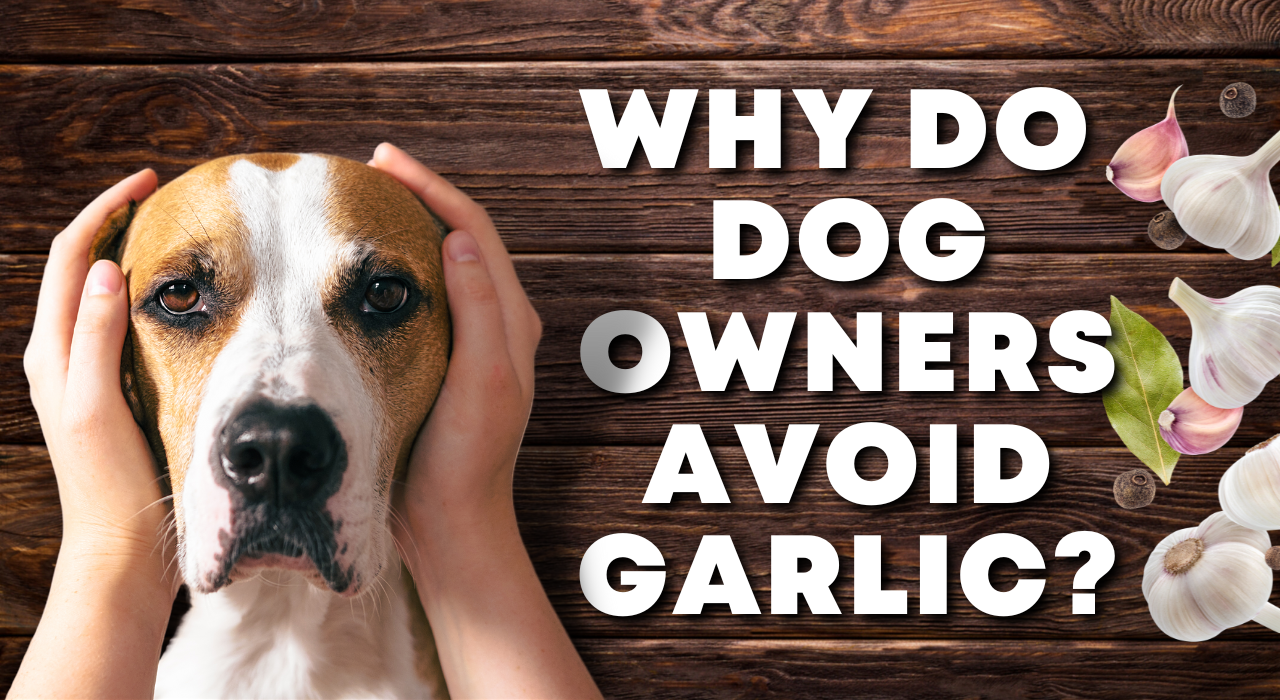 what can i give my dog if he ate garlic
