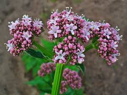 valerian flowers