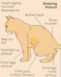 A diagram of a cat

Description automatically generated