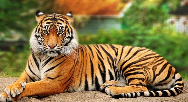 http://www.liveanimalslist.com/interesting-animals/images/bengal-tiger-gazzing.jpg