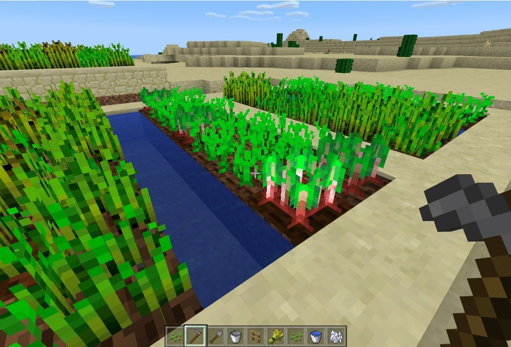 how to plant beetroot minecraft