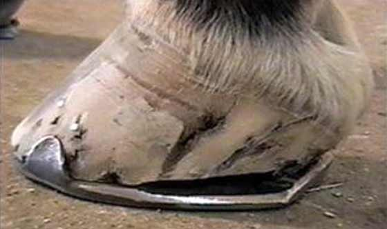 Horse with sheared heels shod with full-straight bar shoe.