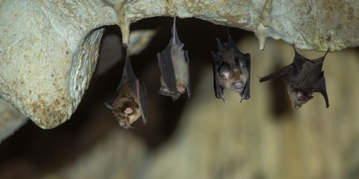 Hispaniolan greater funnel-eared Bat