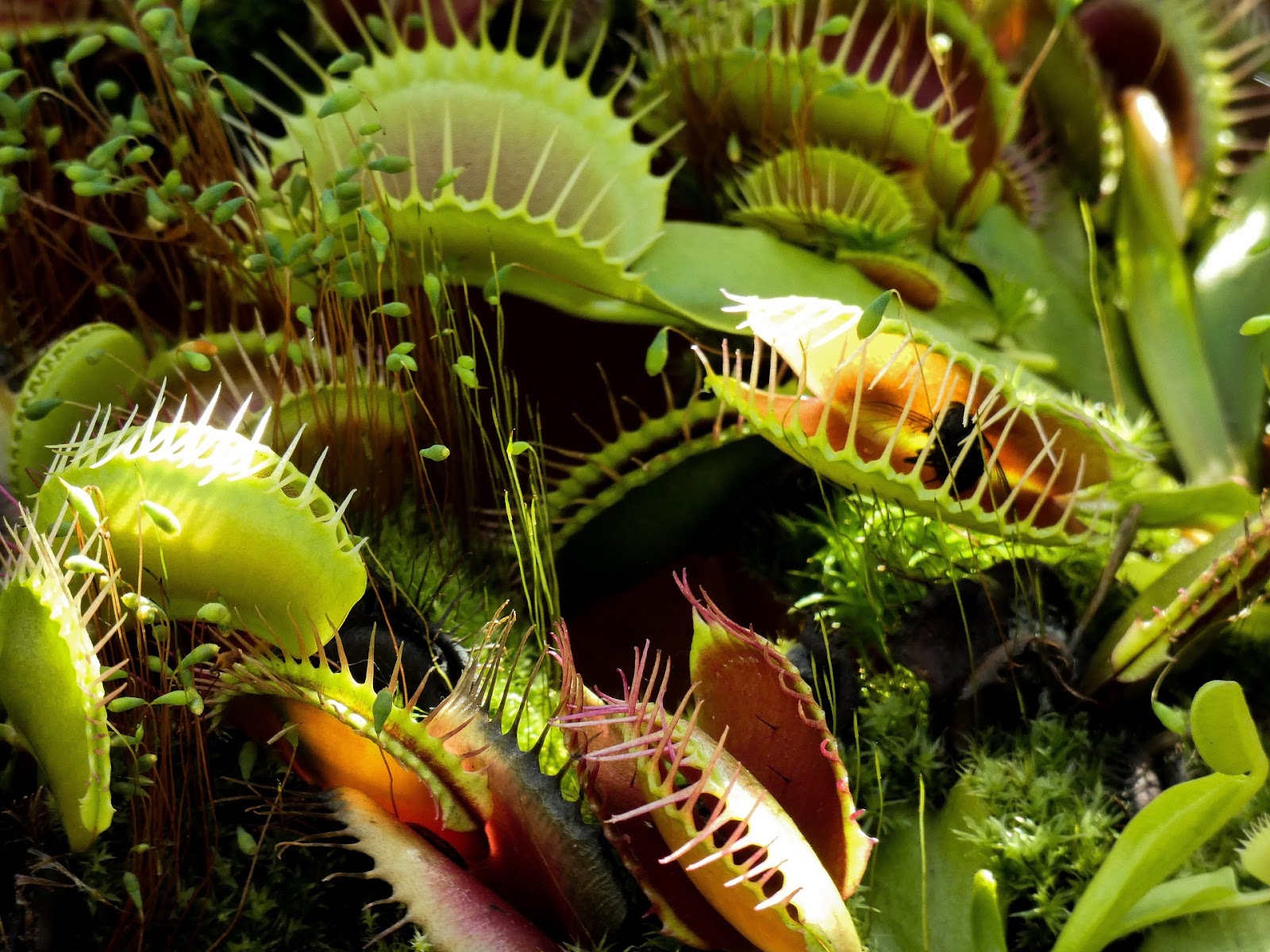 Venus fly traps