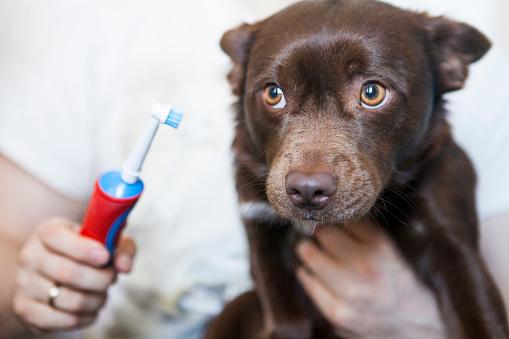 引導狗狗刷牙可採用正加強刷牙法