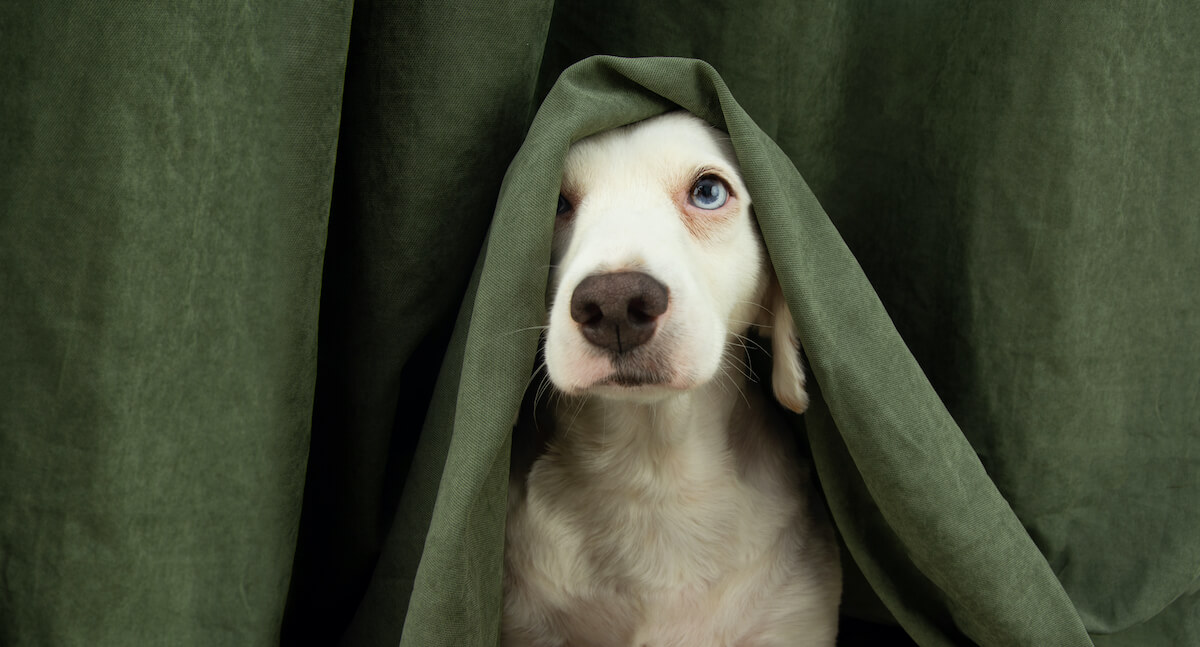 dog under green blanket