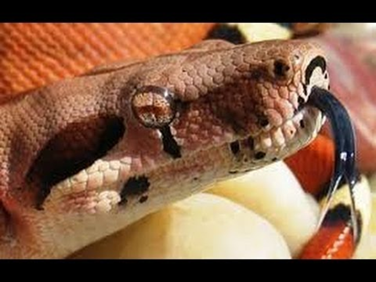 Tongue of Red tail Boa