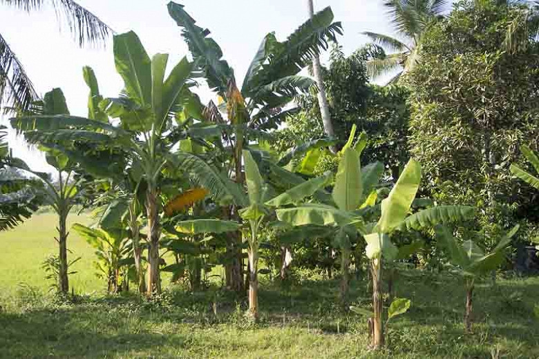 Banana Palm (Musa acuminata)