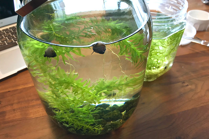 メダカと暮らす癒しの日々 メダカの卵の育て方 採卵 孵化まで Trip For Life