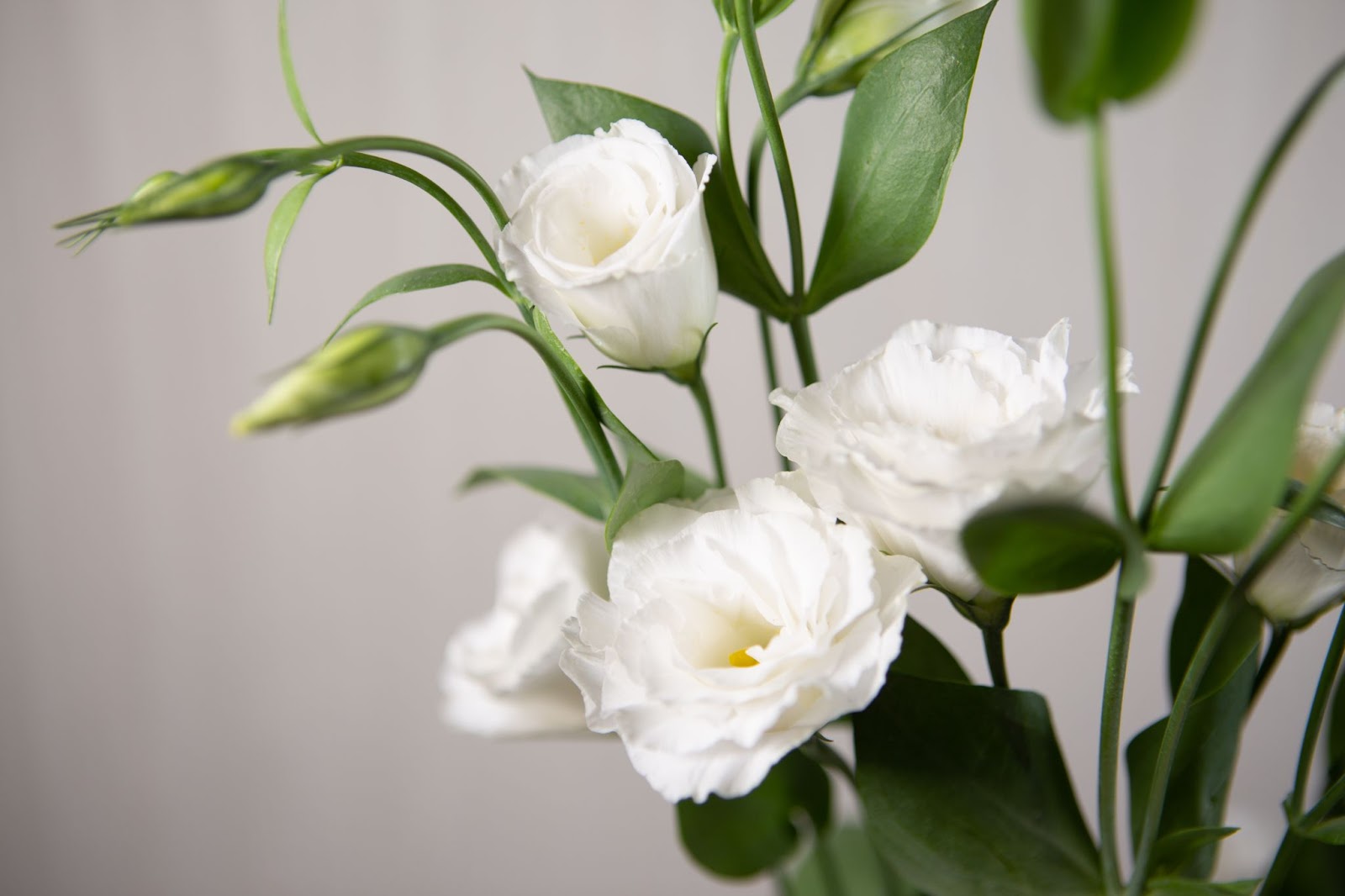 Beyaz Renkli Lisyantus Çiçekleri