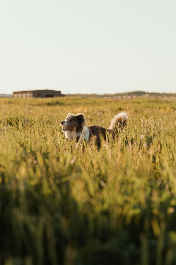 cachorro em um campo aberto