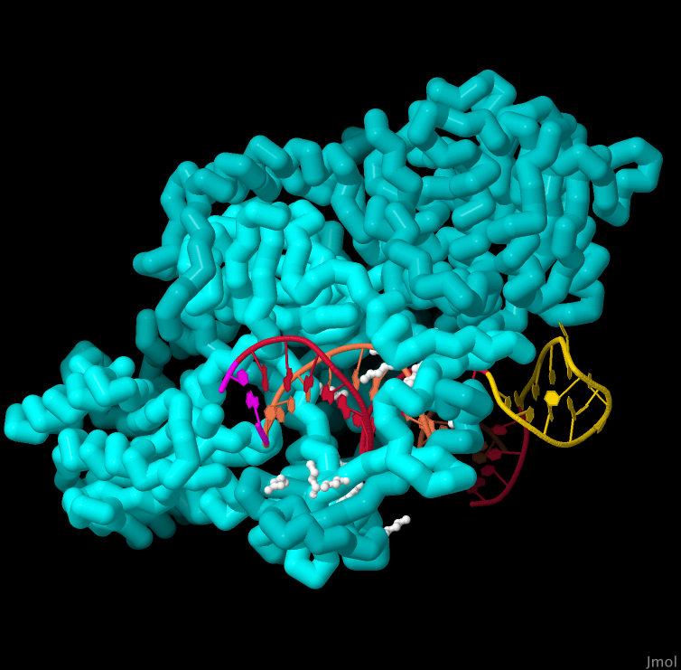 Heterodídimo de duas proteínas (Ku70 e Ku80 em azul) e fita de DNA