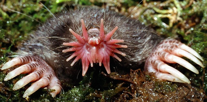 35 Weird, Unknown Animals