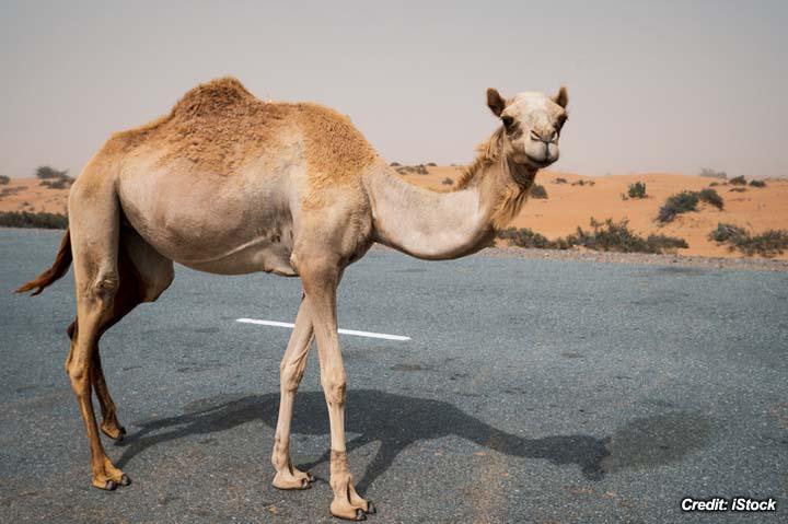 Shock in Dromedary Camels 2.jpg