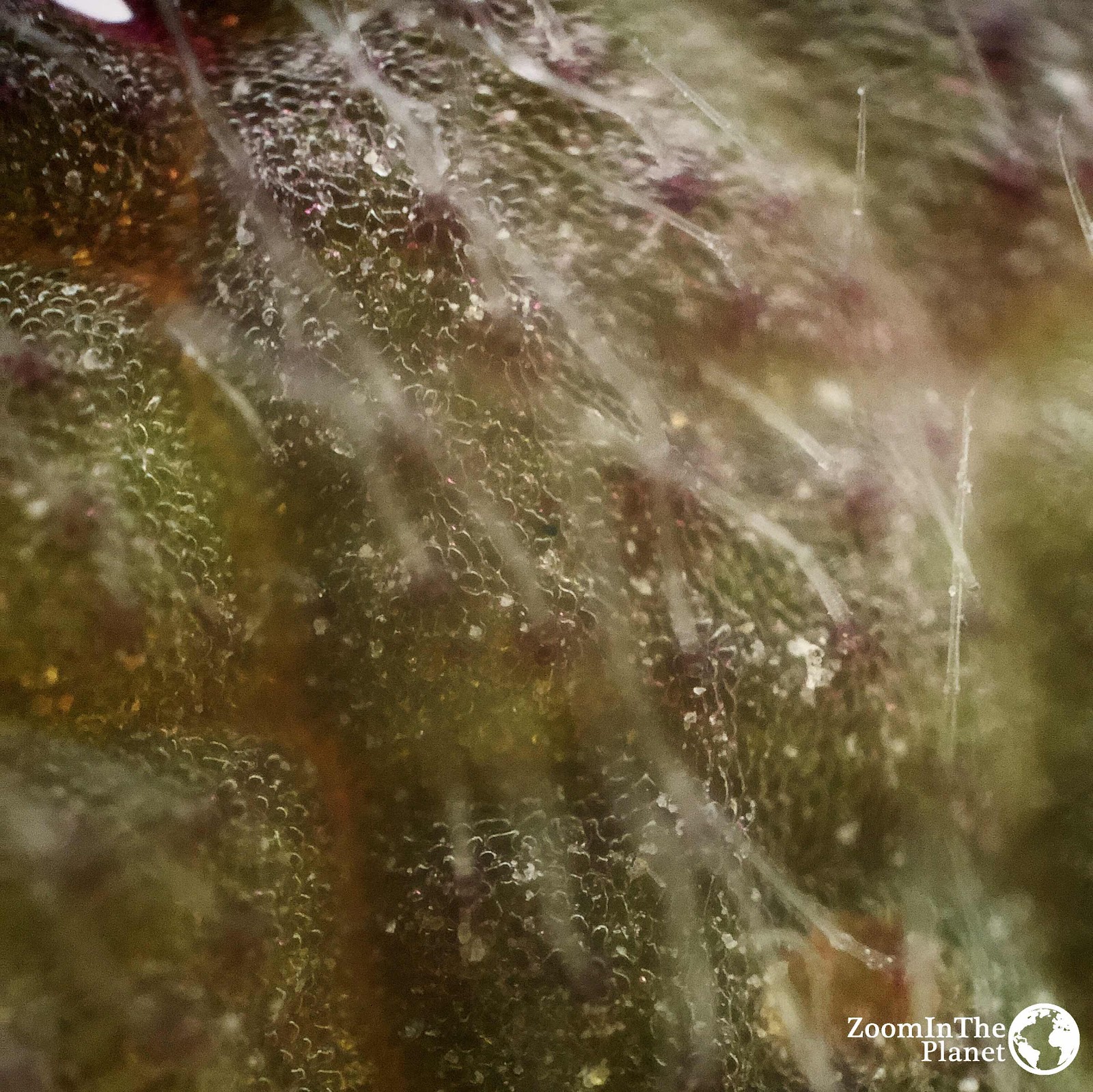DEAD NETTLE LEAF