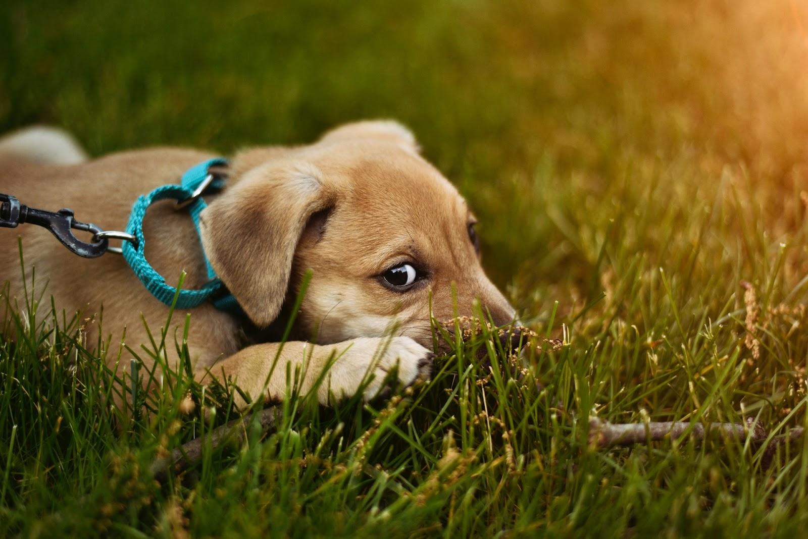 Puppy Peeing Problems: Possible Causes And Fixes 4