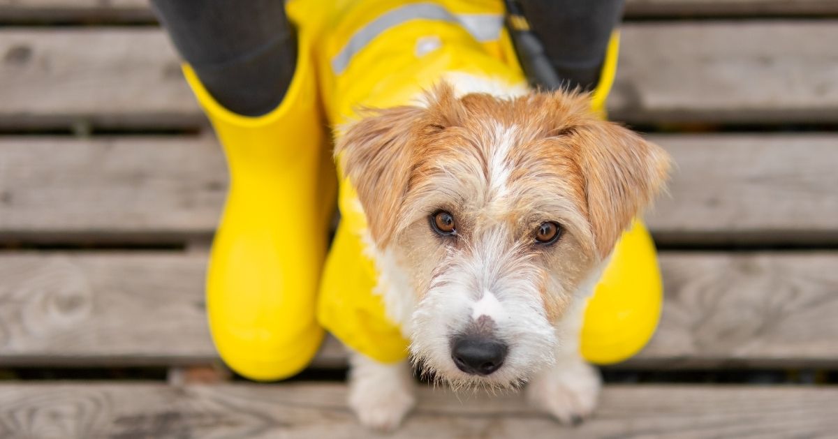 terrier dog in yellow rain jacket