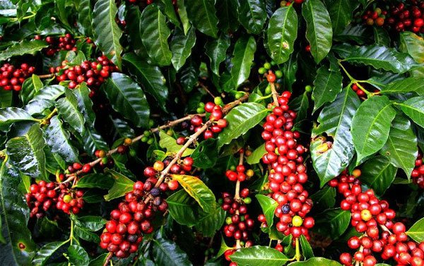 so sánh cà phê arabica và robusta